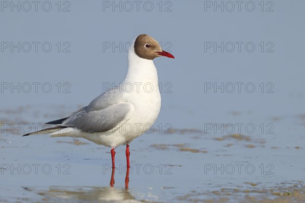 Black-headed gull (Larus ridibundus) standing in shallow water, wildlife, nature photography, birds, gulls, Apetlon, Lake Neusiedl National Park, Seewinkel, Burgenland, Austria