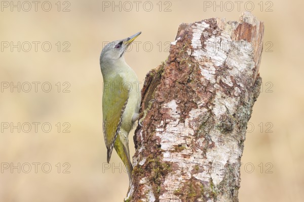 Grey-headed woodpecker (Picus canus), or lesser spotted woodpecker, female on a birch tree, wildlife, woodpeckers, bird, nature photography, light background, snow, Neunkirchen, Siegerland, North Rhine-Westphalia, Germany
