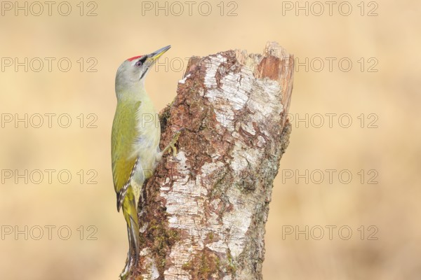 Grey-headed woodpecker (Picus canus), or lesser spotted woodpecker, male at an old birch tree, Wildlife, woodpeckers, nature photography, Neunkirchen, autumn, Siegerland, North Rhine-Westphalia, Germany