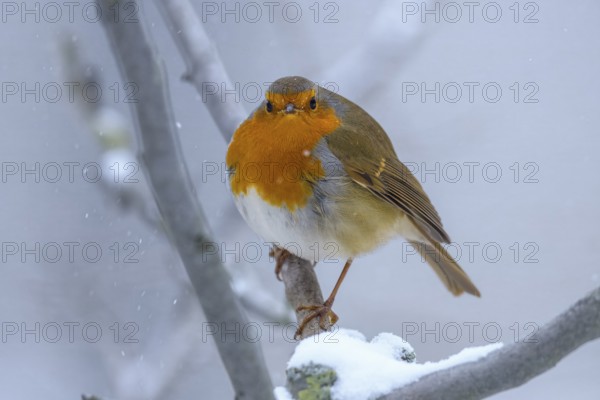 A robin (Erithacus rubecula) (Erithacus rubecula) on a snow-covered branch, looking directly into the camera, Dümmerniederung nature park Park, Lower Saxony, Germany