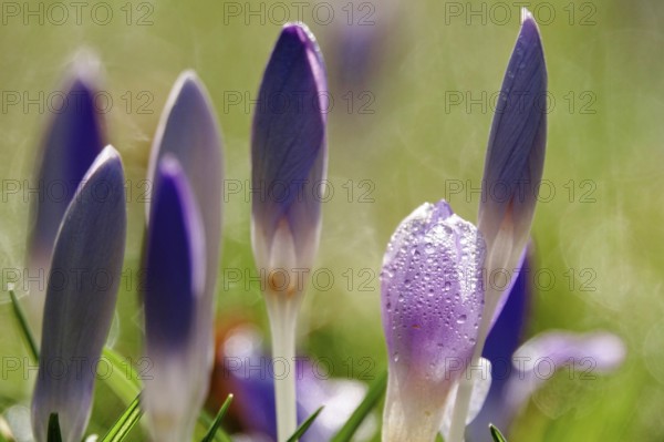 Beautiful crocus flower, early spring, Germany