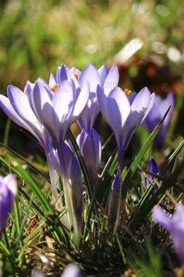 Beautiful crocus flower, early spring, Germany