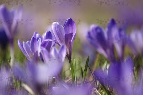 Beautiful crocus blossom at the beginning of March, Germany