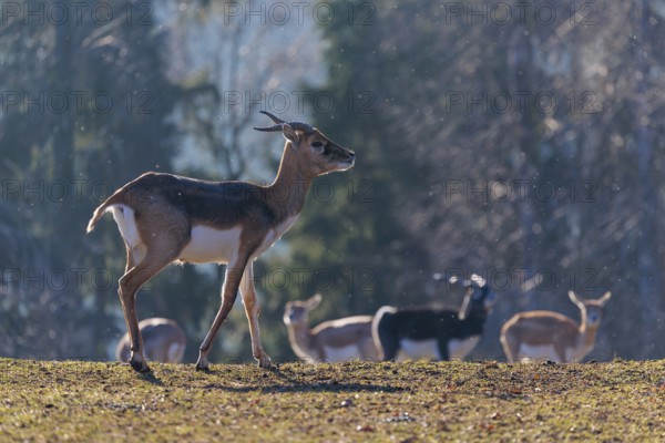 A young male blackbuck (Antilope cervicapra) stands in a green meadow during light snowfall, backlit by the sun. A herd of blackbucks can be seen in the background. Captive