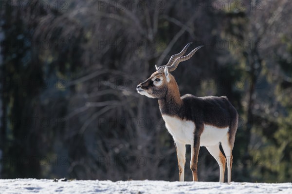 A male blackbuck (Antilope cervicapra) stands in a snow covered meadow on a sunny morning, backlit by the sun. A forest can be seen in the background. Captive