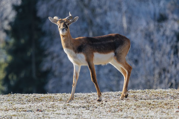 A young male blackbuck (Antilope cervicapra) stands in a hoar-frost covered meadow on a sunny morning, backlit by the sun. A hoar-frost covered forest can be seen in the background. Captive