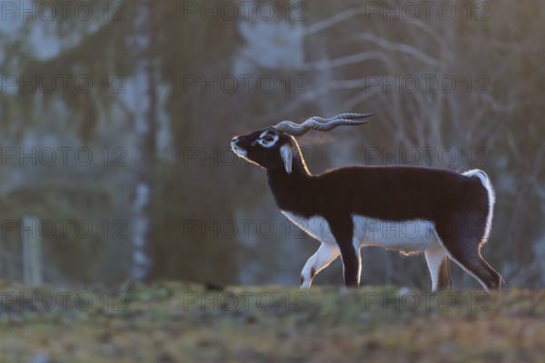 Stands in a green meadow on a sunny morning, backlit by the sun. A forest can be seen in the background. Captive
