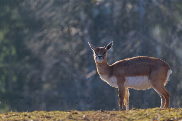 A female blackbuck (Antilope cervicapra) stands in a green meadow on a sunny morning, backlit by the sun. A forest can be seen in the background. Captive