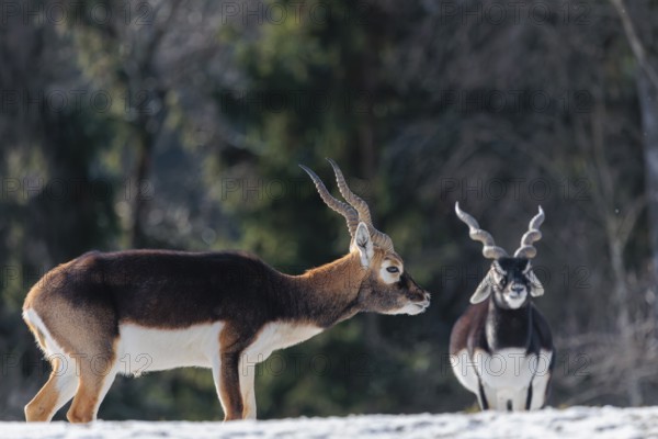 Two male blackbucks (Antilope cervicapra) stand in a snow covered meadow on a sunny morning, backlit by the sun. A forest can be seen in the background. Captive