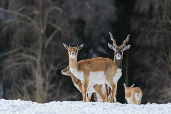 A female blackbuck (Antilope cervicapra) stands in snow-covered meadow on a sunny morning, backlit by the sun. A herd of blackbucks can be seen in the background. Captive