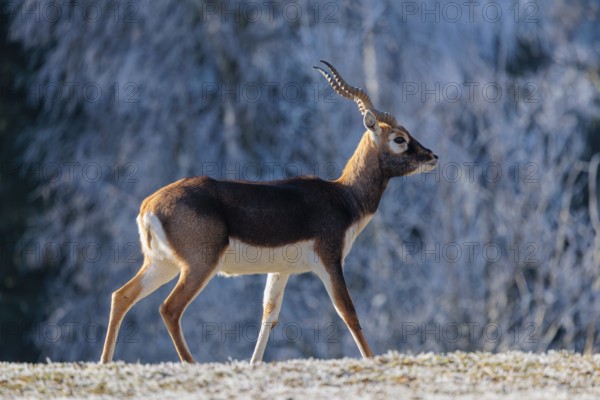 A male blackbuck (Antilope cervicapra) runs across a hoar-frost covered meadow on a sunny morning, backlit by the sun. A hoar-frost covered forest can be seen in the background. Captive