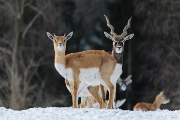 A male blackbuck (Antilope cervicapra) stands behind a female blackbuck in snow-covered meadow on a sunny morning, backlit by the sun. A herd of blackbucks can be seen in the background. Captive