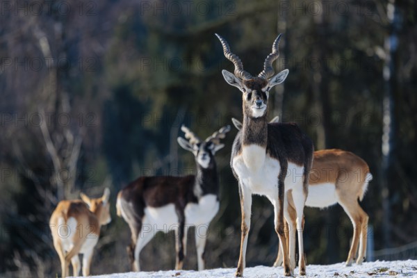 A male blackbuck (Antilope cervicapra) stands in snow-covered meadow on a sunny morning, backlit by the sun. A herd of blackbucks can be seen in the background. Captive