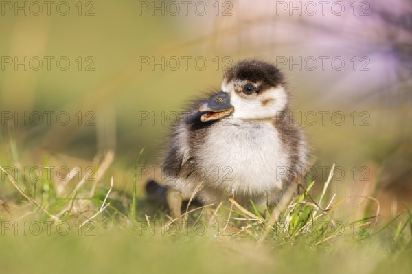 Egyptian goose (Alopochen aegyptiaca) cute chick on a meadow at the shore of a lake, Bavaria, Germany