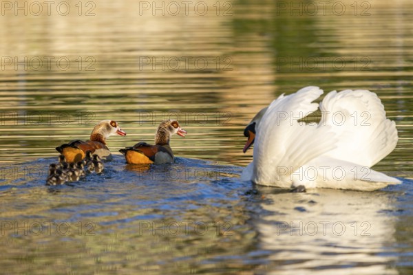 Egyptian goose (Alopochen aegyptiaca) pair with chicks and a Mute swan (Cygnus olor) swimming on a lake, Bavaria, Germany