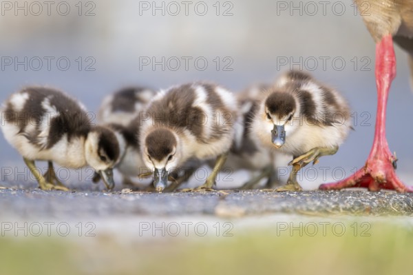 Egyptian goose (Alopochen aegyptiaca) cute chicks on a meadow at the shore of a lake, Bavaria, Germany