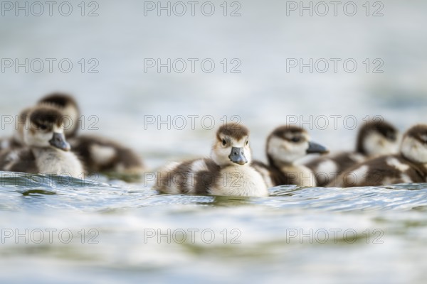 Egyptian goose (Alopochen aegyptiaca) chicks swimming on a lake, Bavaria, Germany