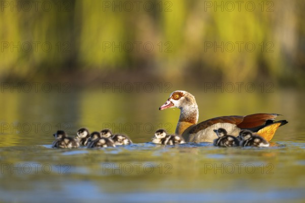 Egyptian goose (Alopochen aegyptiaca) mother with her chicks swimming on a lake, Bavaria, Germany