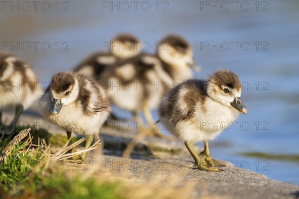 Egyptian goose (Alopochen aegyptiaca) cute chicks on a meadow at the shore of a lake, Bavaria, Germany