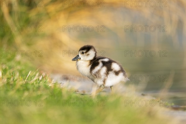 Egyptian goose (Alopochen aegyptiaca) cute chick on a meadow at the shore of a lake, Bavaria, Germany