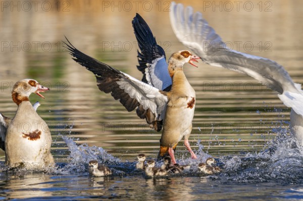 Egyptian goose (Alopochen aegyptiaca) with chicks aggressively attacking other seabirds on a lake, invasive species, Bavaria, Germany