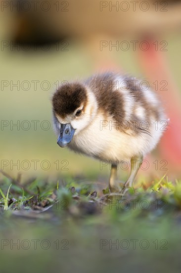 Egyptian goose (Alopochen aegyptiaca) cute chick on a meadow at the shore of a lake, Bavaria, Germany