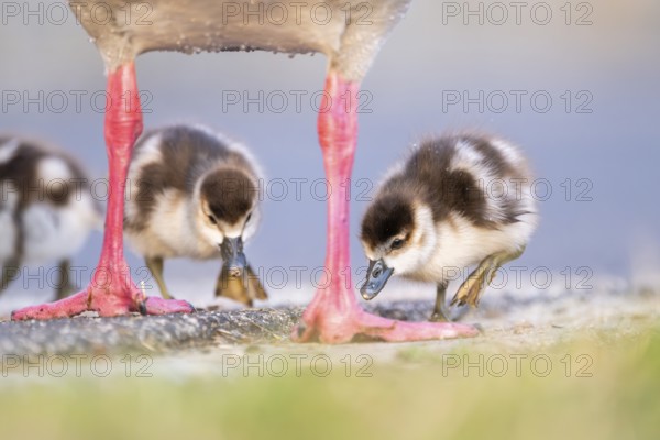 Egyptian goose (Alopochen aegyptiaca) mother with her chicks on a meadow at the shore of a lake, Bavaria, Germany