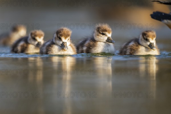 Egyptian goose (Alopochen aegyptiaca) chicks swimming on a lake, Bavaria, Germany