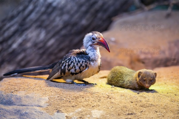 Northern red-billed hornbill (Tockus erythrorhynchus) sitting beside a Ethiopian dwarf mongoose (Helogale hirtula) on the ground, friendship, Bavaria, Germany