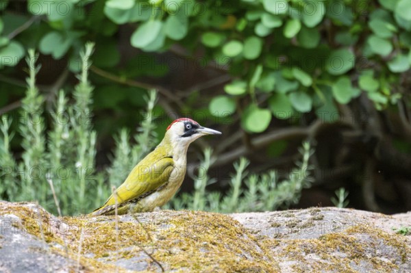 European green woodpecker (Picus viridis) standing on a rock, Bavaria, Germany