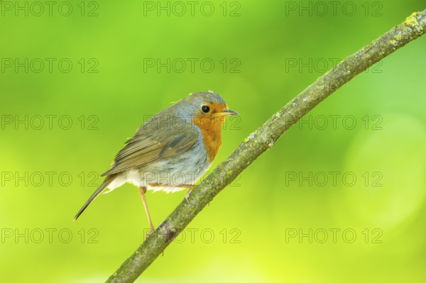 European robin (Erithacus rubecula) sitting on a branch, Bavaria, Germany