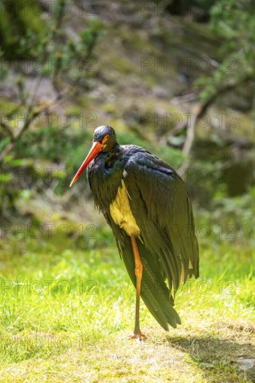 Black stork (Ciconia nigra) standing on a meadow, Bavaria, Germany