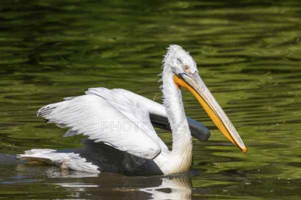 Dalmatian pelican (Pelecanus crispus) swimming on a lake, Bavaria, Germany