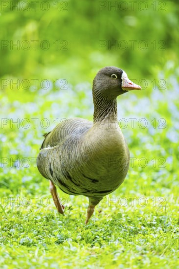 Greater white-fronted goose (Anser albifrons) standing on a meadow, Bavaria, Germany