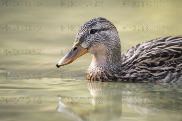Mallard (Anas platyrhynchos) female on a lake, Bavaria, Germany