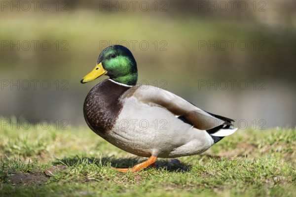 Mallard (Anas platyrhynchos) male on a lake, Bavaria, Germany