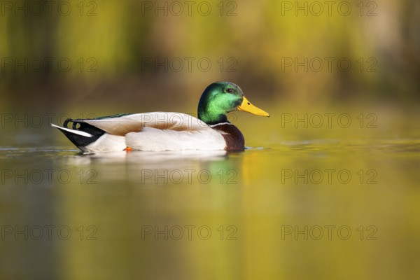 Wild duck (Anas platyrhynchos), male swimming on a lake, Bavaria, Germany Europe