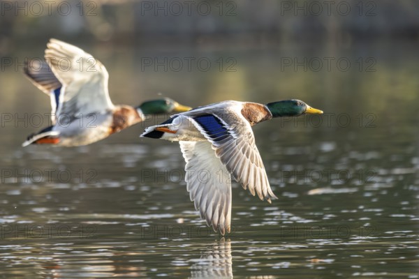 Wild duck (Anas platyrhynchos) male flying over a lake, Bavaria, Germany