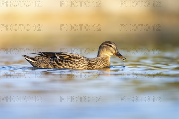 Wild duck (Anas platyrhynchos), female swimming on a lake, Bavaria, Germany Europe