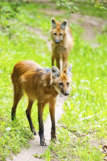 Maned wolf (Chrysocyon brachyurus) walking around, Germany