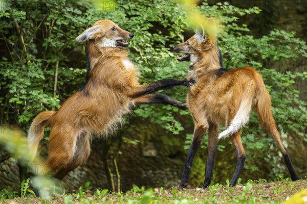 Two maned wolves (Chrysocyon brachyurus) playing with each other, arguing, Germany
