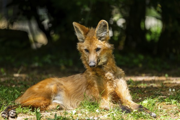 Maned wolf (Chrysocyon brachyurus) lying on the ground, Germany
