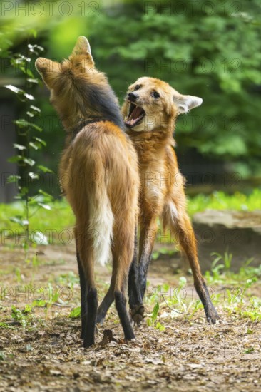 Two maned wolves (Chrysocyon brachyurus) playing with each other, arguing, Germany