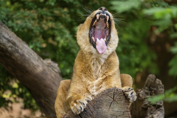Asiatic lion (Panthera leo persica) female lying on a tree trunk, yawing, portrait, captive, Germany