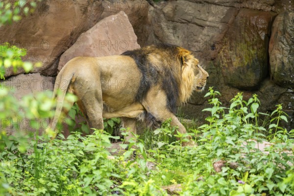 Asiatic lion (Panthera leo persica) male walking around on the ground, captive, Germany