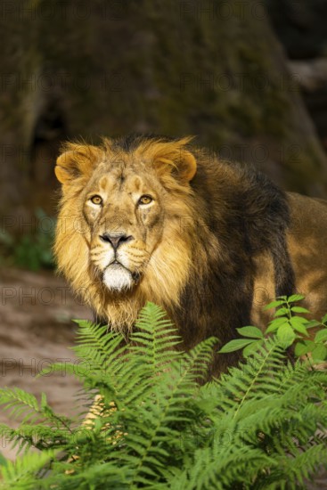 Asiatic lion (Panthera leo persica) male, portrait, captive, Germany