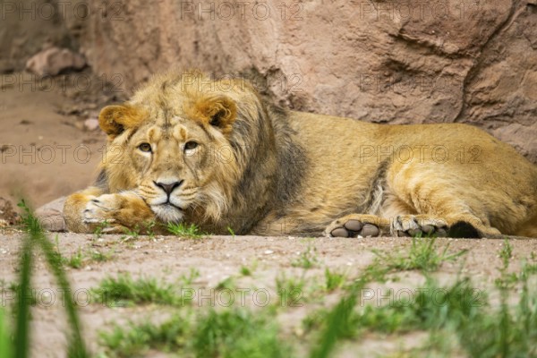 Asiatic lion (Panthera leo persica) male lying on the ground, captive, Germany