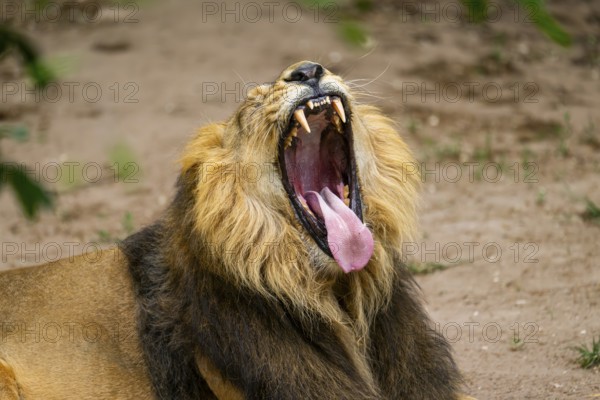 Asiatic lion (Panthera leo persica) yawing, male, portrait, captive, Germany