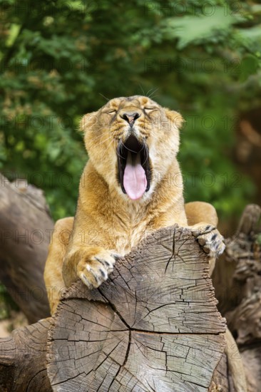 Asiatic lion (Panthera leo persica) female lying on a tree trunk, yawing, portrait, captive, Germany
