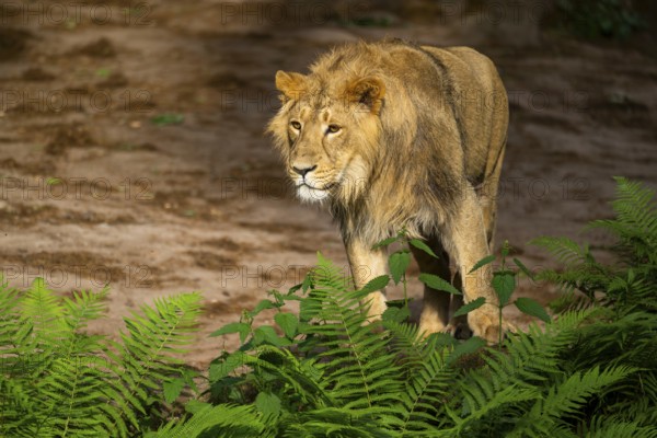 Asiatic lion (Panthera leo persica) male youngster (one year old)walking around on the ground, captive, Germany